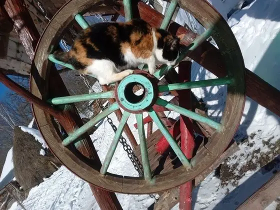 Oda, 1 Yatak Odası, Şömine