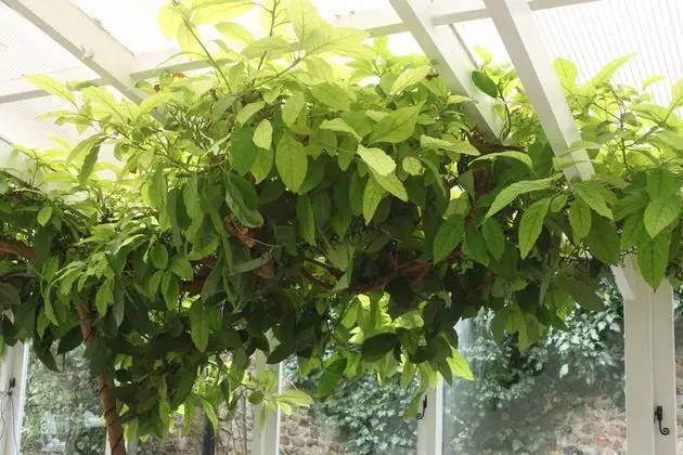 Deluxe Tek Büyük veya İki Ayrı Yataklı Oda, Banyolu/Duşlu, Avlu Manzaralı (Old Stables)