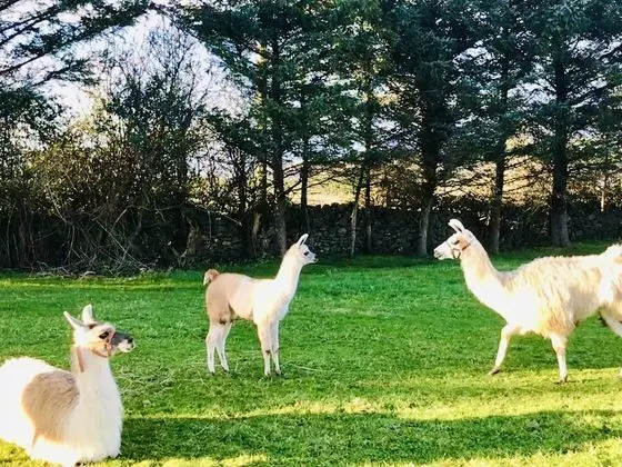 Ev, Birden Çok Yatak