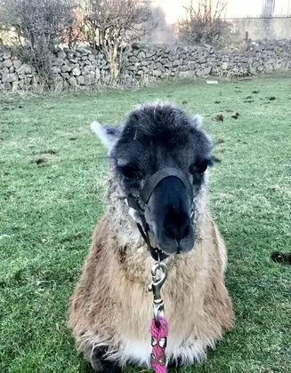 Ev, Birden Çok Yatak