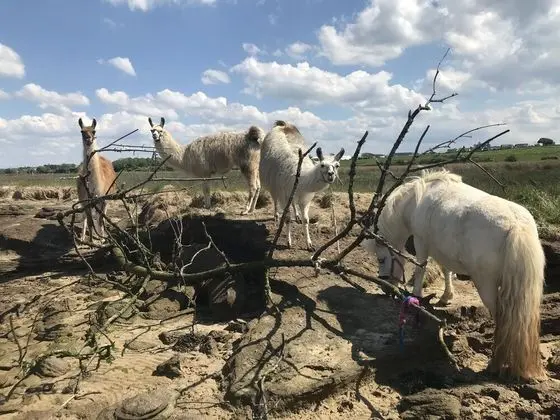 Ev, Birden Çok Yatak