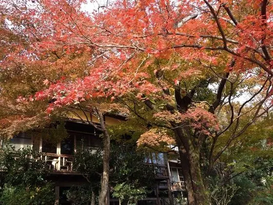 Traditional Oda (Kaede)