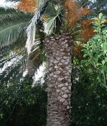 Stüdyo (Cvita - 150 m from pebble beach - SA1)