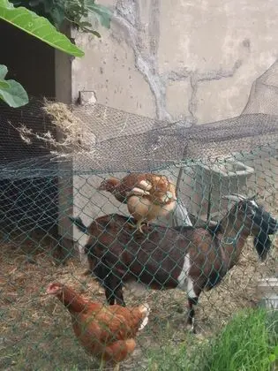 Basic Dört Kişilik Oda, Ortak Banyo