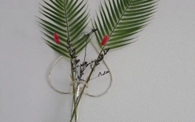 Oda (Pine 5)
