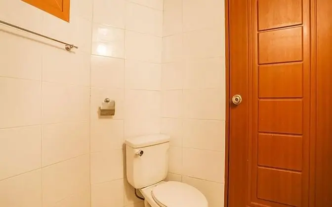 Oda (Japanese Umbrella-Pine)