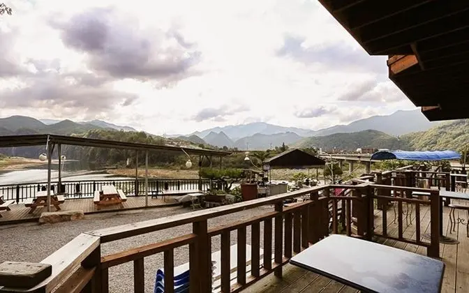 Oda (Japanese Umbrella-Pine)