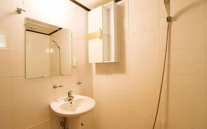 Oda (Japanese Umbrella-Pine)