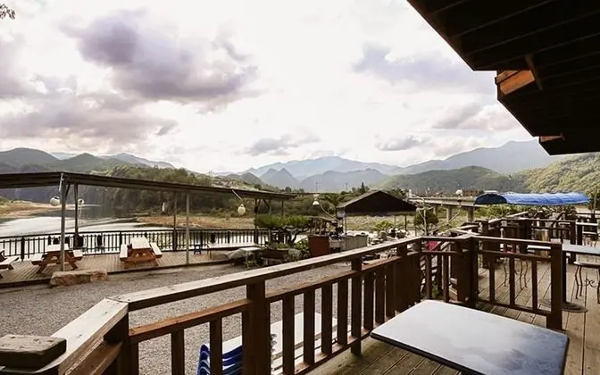 Oda (Japanese Umbrella-Pine)