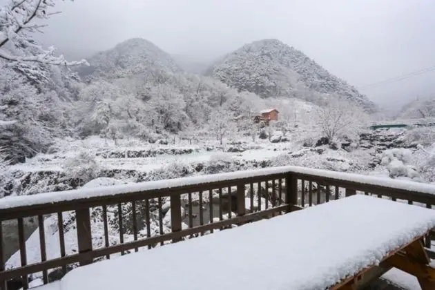 Oda (Purple (duplex))