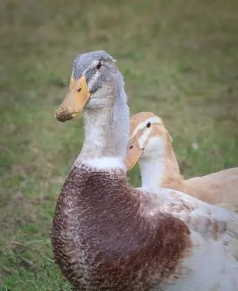 Family Kulübe, Banyolu/Duşlu