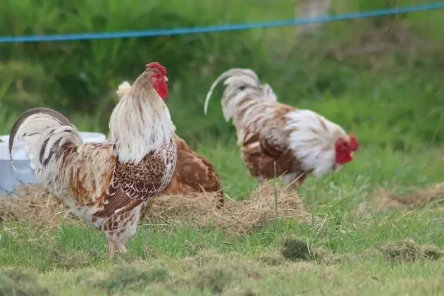 Family Kulübe, Banyolu/Duşlu