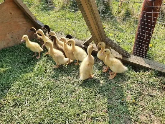 Family Kulübe, Banyolu/Duşlu