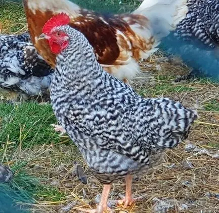 Family Kulübe, Özel Banyo, Bahçe Manzaralı (Not en suite)