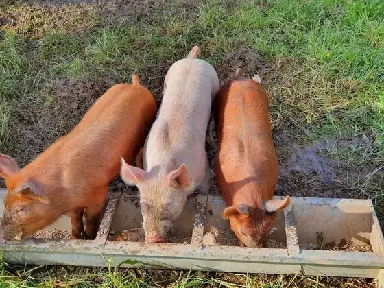 Family Kulübe, Özel Banyo, Bahçe Manzaralı (Not en suite)