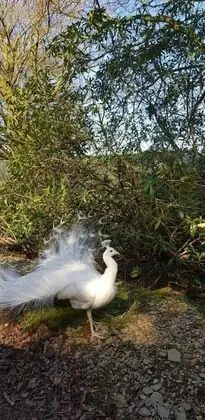 Kır Evi, Birden Çok Yatak