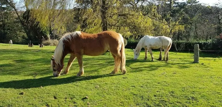 Kır Evi, Birden Çok Yatak