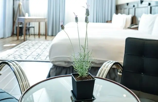 Deluxe Dört Kişilik Oda