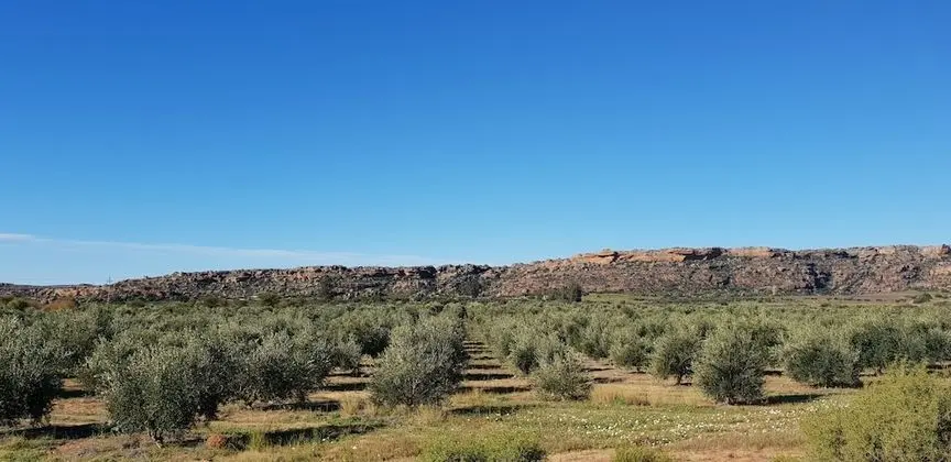 Luxury Kır Evi, 2 Yatak Odası, Şömine, Manzaralı (Olienhuys)