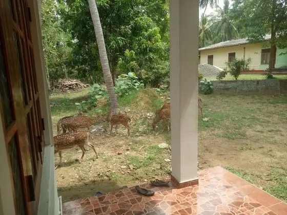 Family Oda, Bahçe Manzaralı