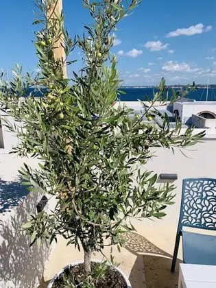Luxury Tek Büyük Yataklı Oda