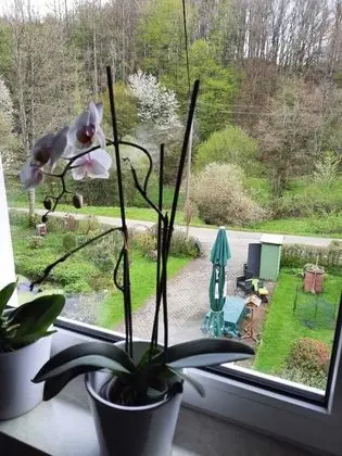 Apart Daire, 1 Büyük (Queen) Boy Yatak ve Çekyat