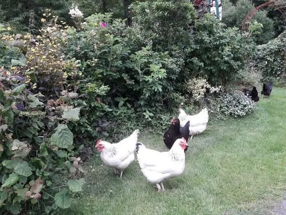 Apart Daire, 1 Büyük (Queen) Boy Yatak ve Çekyat