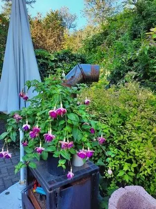 Apart Daire, 1 Büyük (Queen) Boy Yatak ve Çekyat