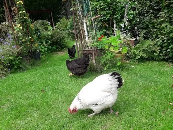 Apart Daire, 1 Büyük (Queen) Boy Yatak ve Çekyat