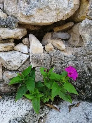 Ev, 3 Yatak Odası, Teras