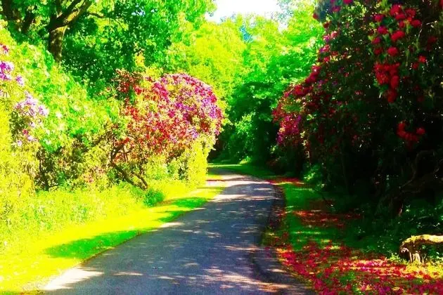 Bungalov, 1 Yatak Odası, Mikrodalga