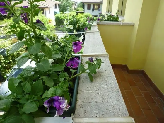 Dört Kişilik Oda, Bahçe Manzaralı