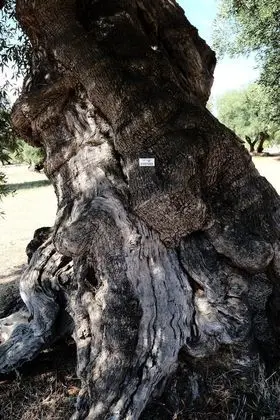 Ev