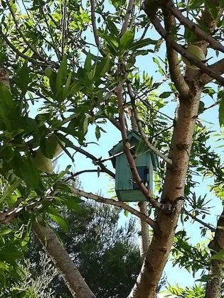 Apart Daire, Bahçeli (Ulivo)