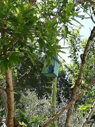 Apart Daire, Bahçeli (Ulivo)