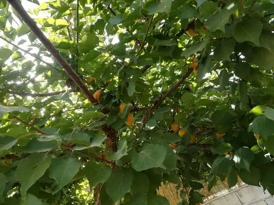 Comfort Apart Daire, Bahçeli (Prugno)