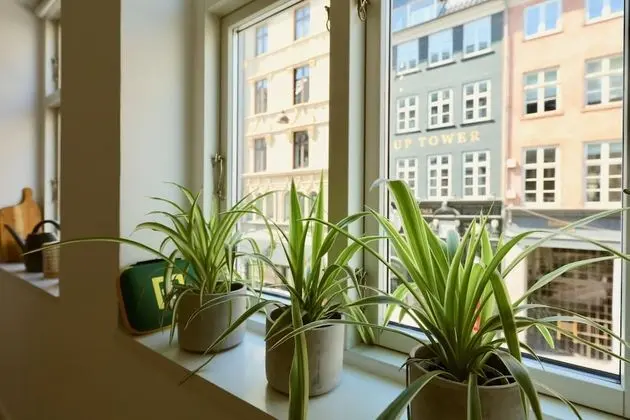 Deluxe Çatı Katı Süiti (Penthouse), 3 Yatak Odası