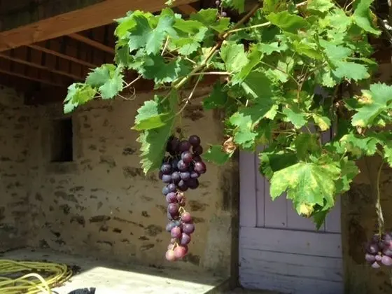 İki Ayrı Yataklı Oda (Lavande)