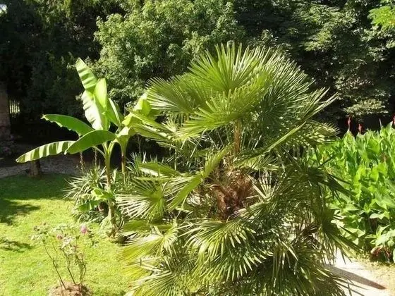 Tek Büyük Yataklı Oda (Acacia)