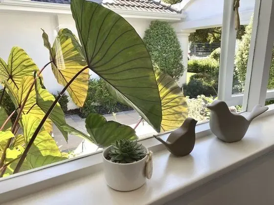 Design Oda, 1 Yatak Odası