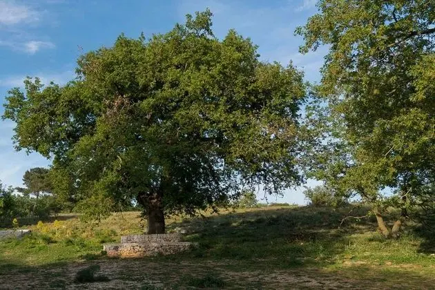 Family Stüdyo Süit