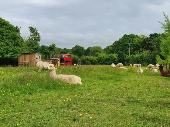 Family Kulübe, Özel Banyo (Double Decker Bus)