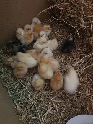 Family Kulübe, Özel Banyo (Double Decker Bus)