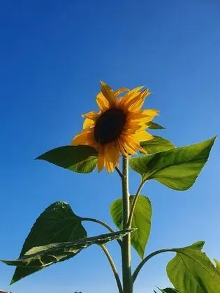 Family Kulübe, Özel Banyo (Double Decker Bus)