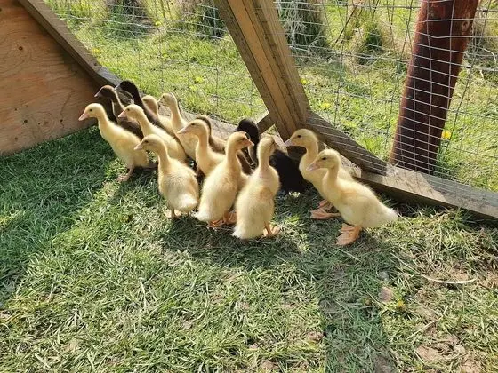 Family Kulübe, Özel Banyo (Double Decker Bus)