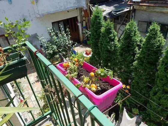 City Dubleks, Avlu Manzaralı