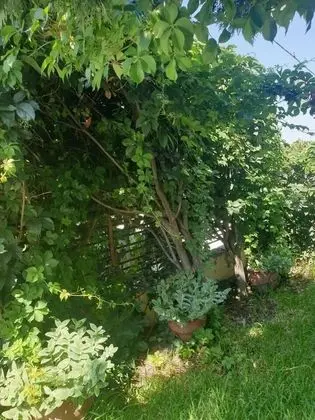Kır Evi, Birden Çok Yatak
