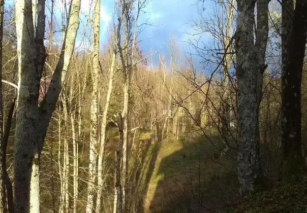 Ev (Dub - forest nature - H(8))