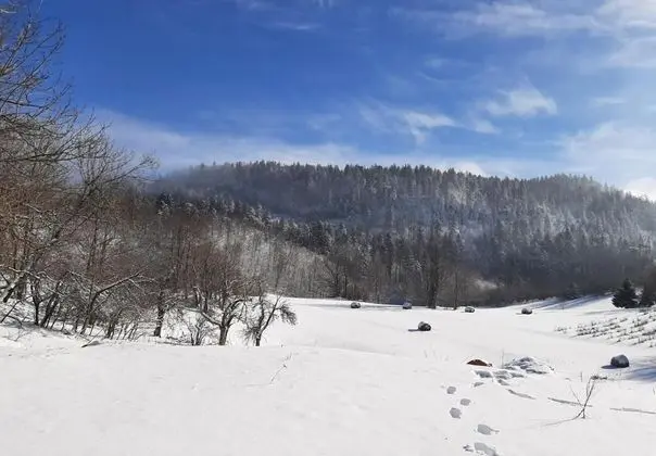 Ev (Dub - forest nature - H(8))