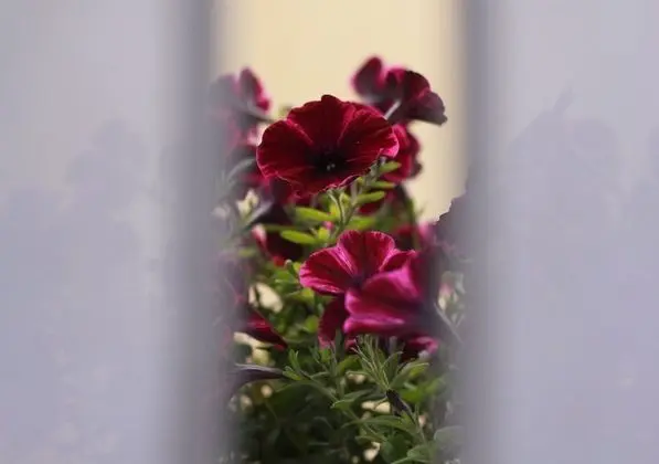 Exclusive Tek Büyük Yataklı Oda, 1 Büyük (Queen) Boy Yatak, Bahçe Manzaralı